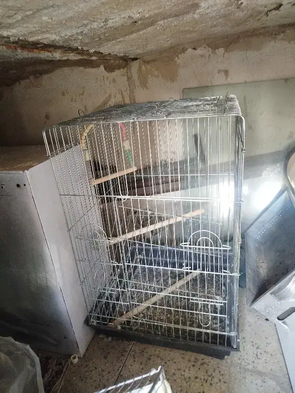 قفس عروس هلندی|لوازم جانبی حیوانات|ساوه, |دیوار