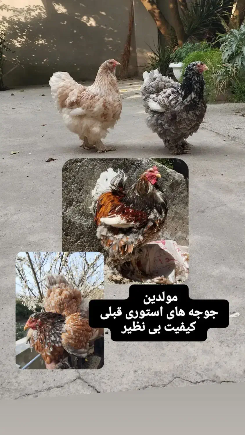 فروش جوجه برهما پورسلن 13روزه تا35روزه 40روزه|حیوانات مزرعه|کیاکلا, |دیوار