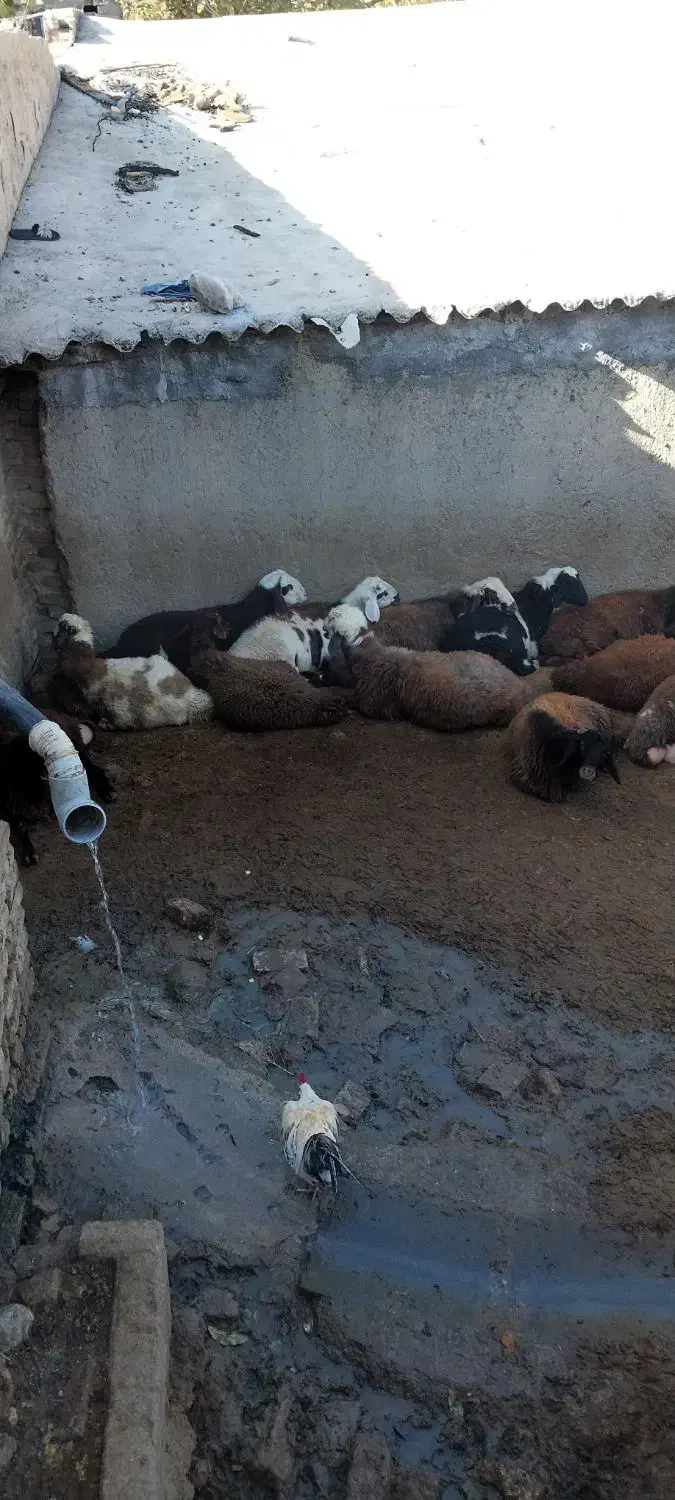 بره نر|حیوانات مزرعه|بروجرد, |دیوار