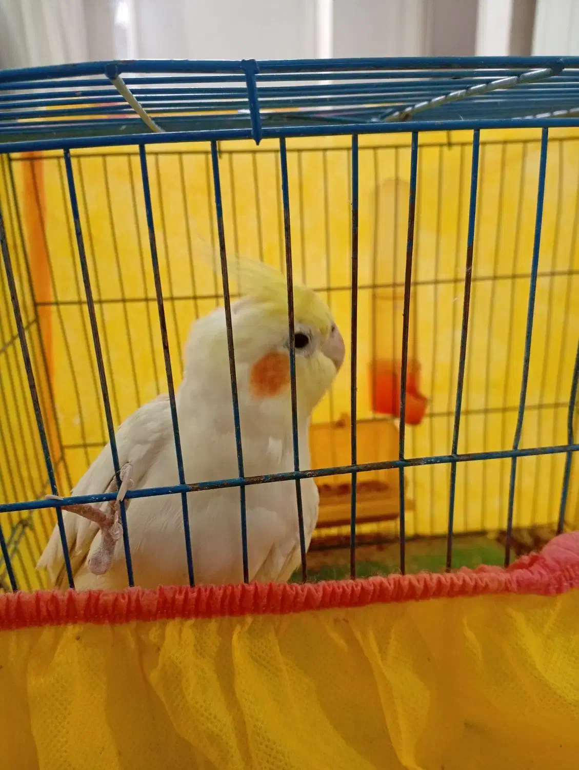 عروس هلندی سخنگو و اهلی|پرنده|ارومیه, |دیوار