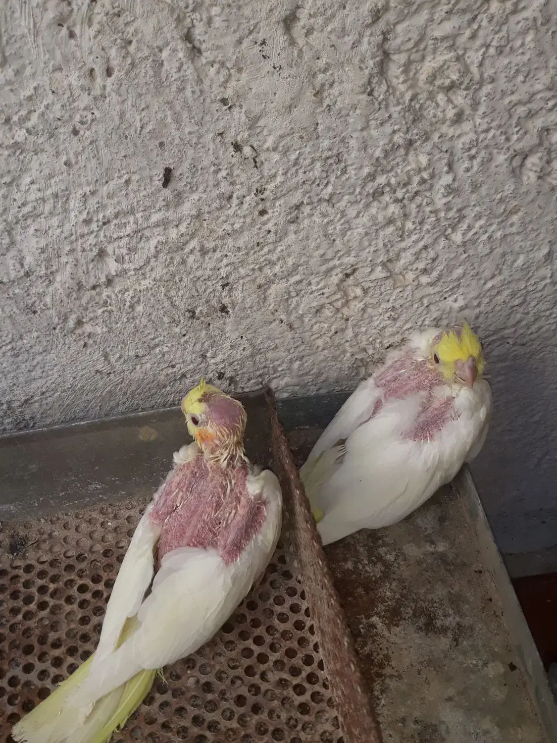 عروس هلندی جوجه|پرنده|بندر گناوه, |دیوار