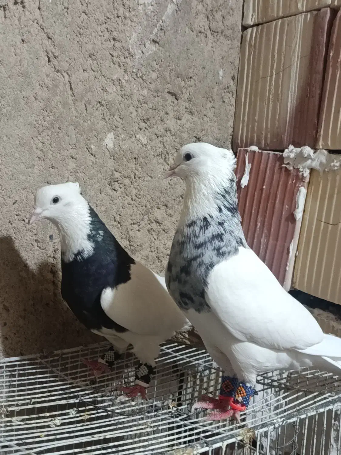 طوقی الماسی|پرنده|زابل, |دیوار