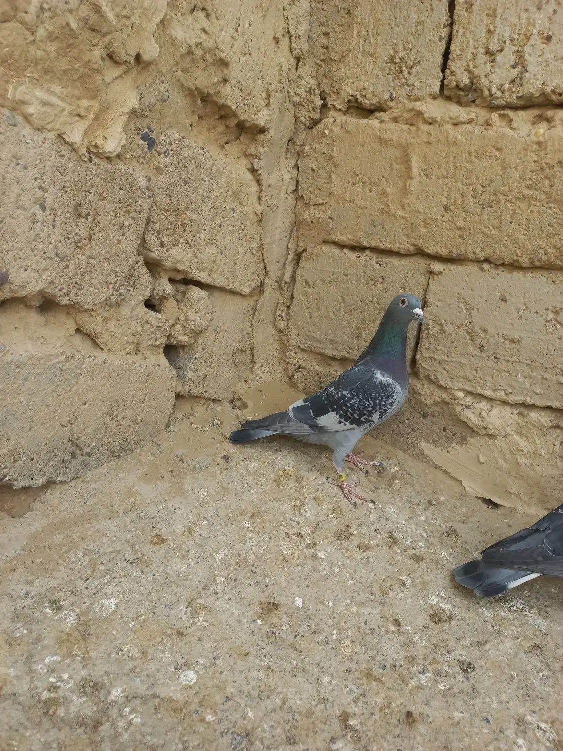 جفت نروماده|پرنده|زهک, |دیوار