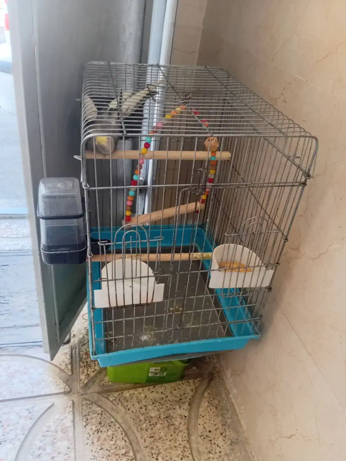 پرنده|پرنده|محمدشهر, شهرک پیام (مهرالبرز)|دیوار