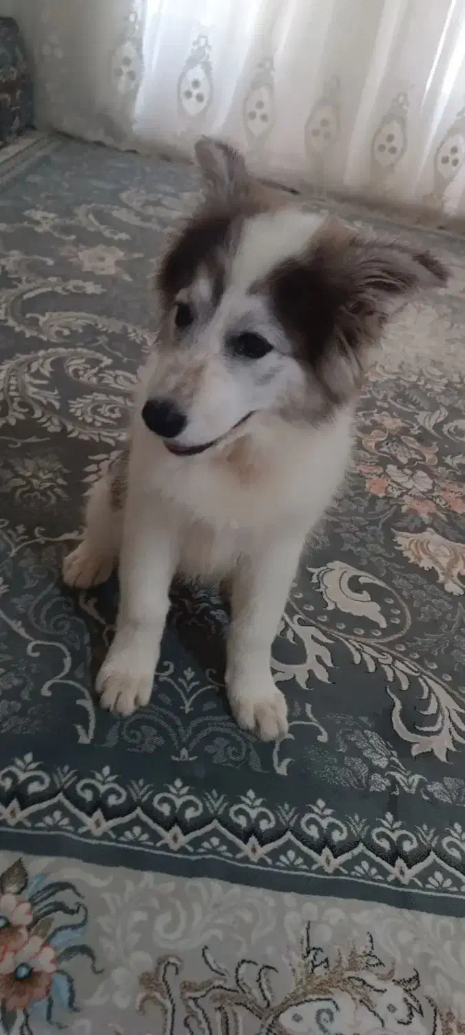 فروش سگ هاسکی نر|سگ|محلات, |دیوار