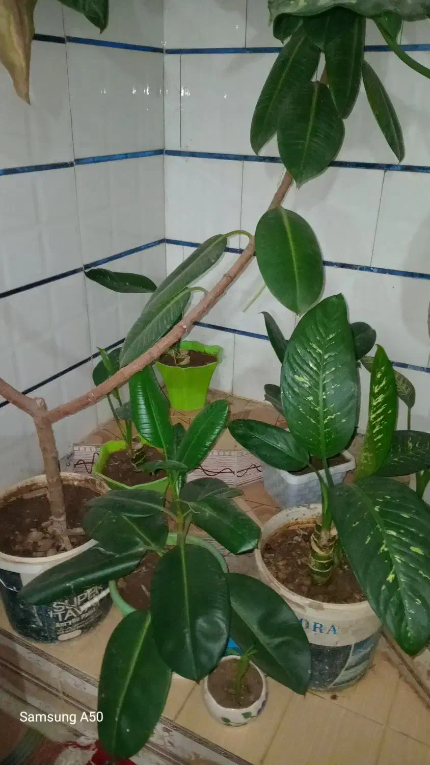 گل های زیبا|گل و گیاه طبیعی|یاسوج, |دیوار