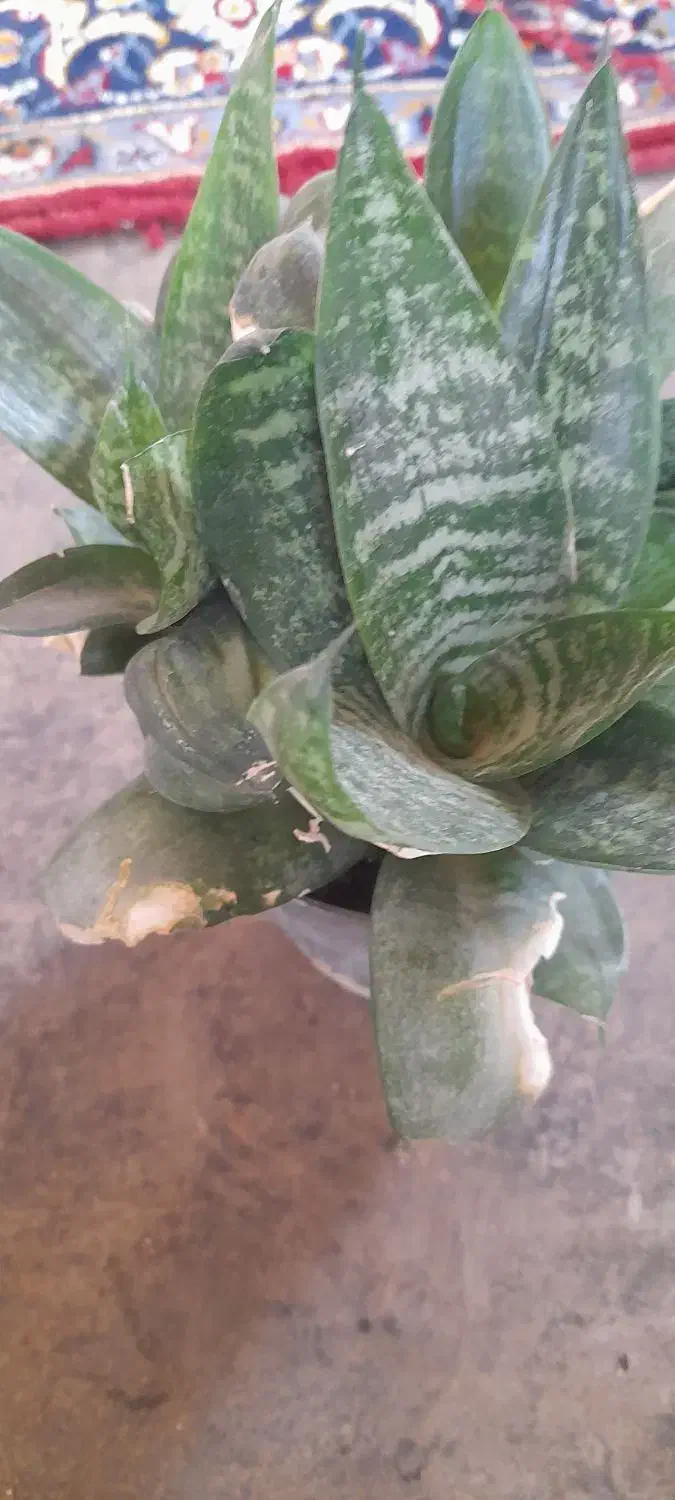 گل های سرحال|گل و گیاه طبیعی|کنگاور, |دیوار