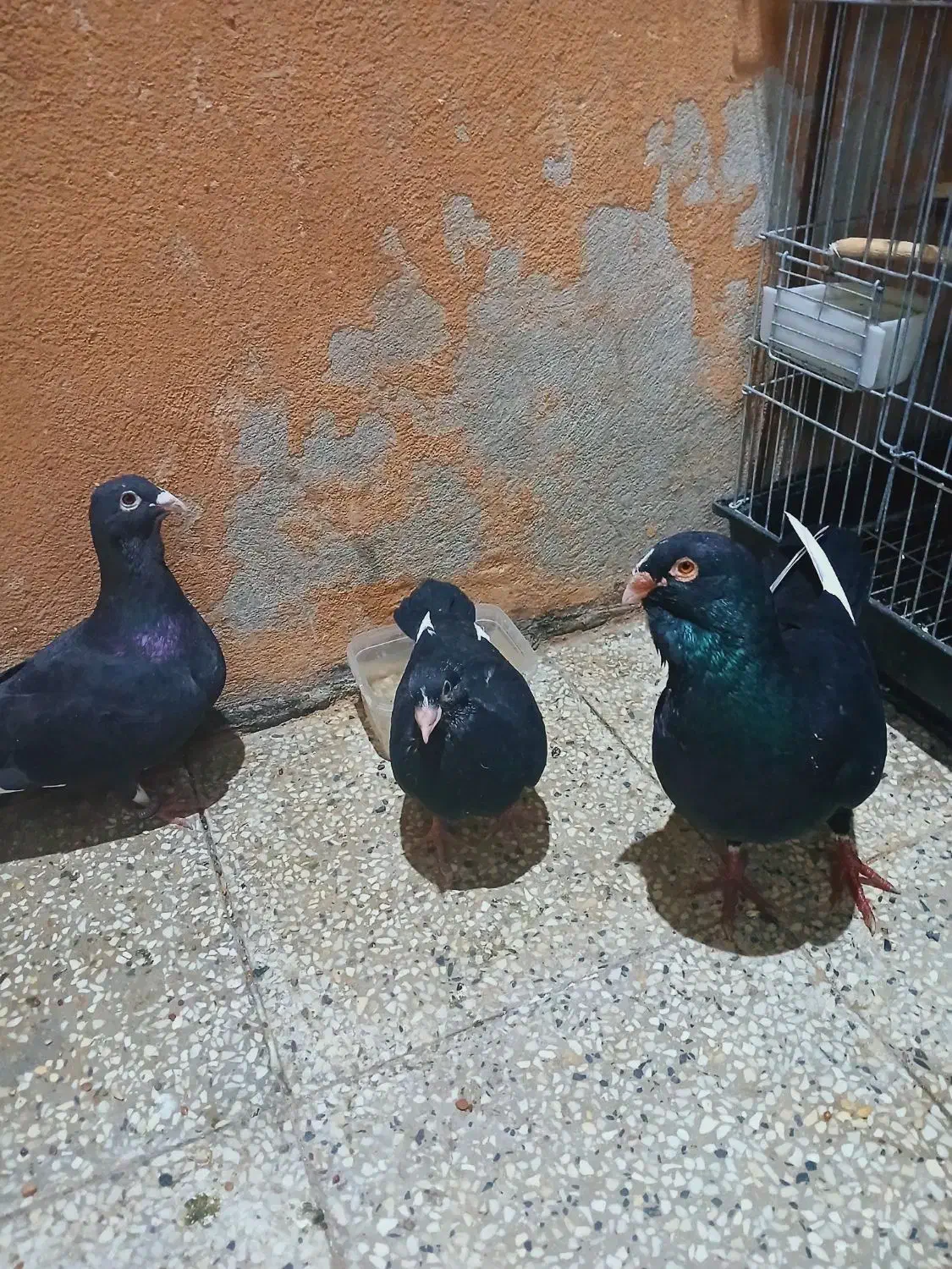 کفتر جفت قره سوری با یه جوجه  اصل پاک|پرنده|شیراز, آزادگان|دیوار