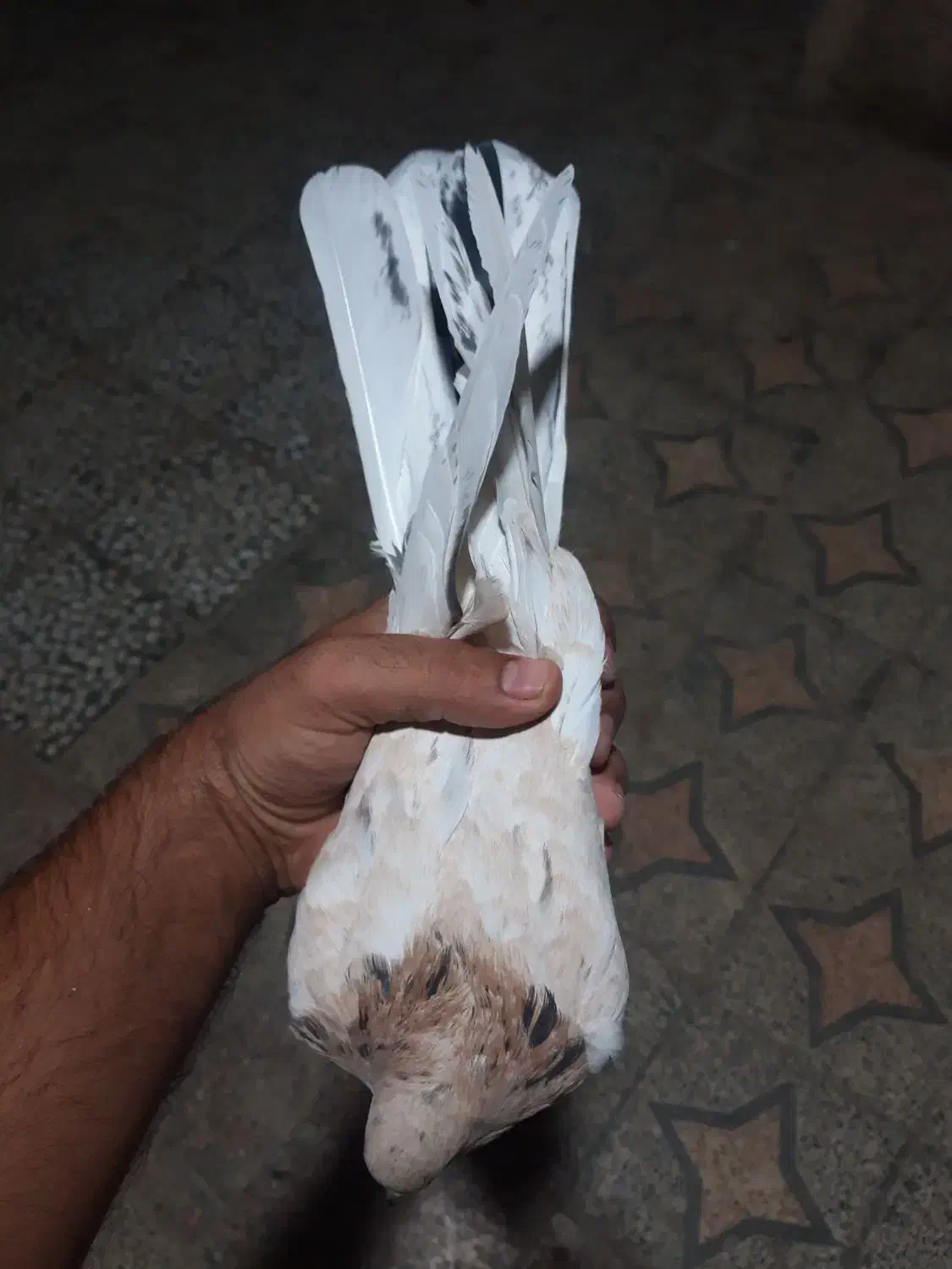 کفتر هفت رنگ کشیده گرفتنی کبوتر|پرنده|کرباسک, |دیوار