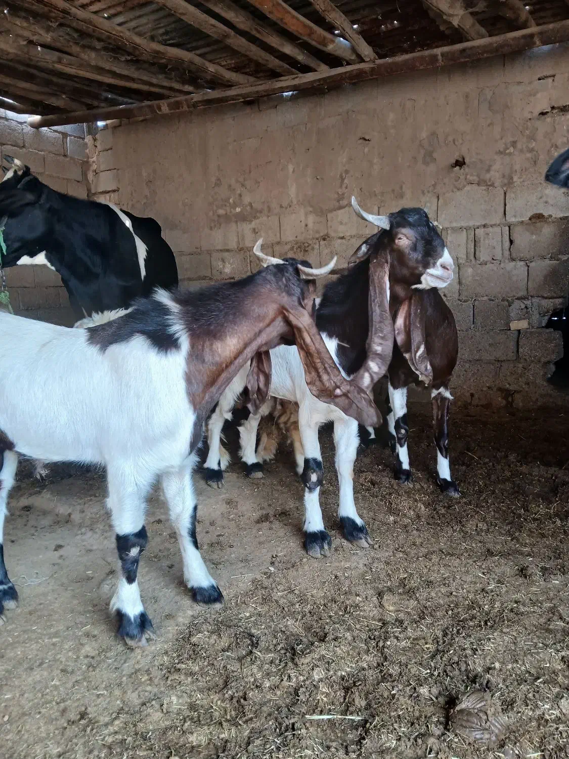 بز افغانی دوعدد نر هویزه|حیوانات مزرعه|اهواز, بهارستان|دیوار