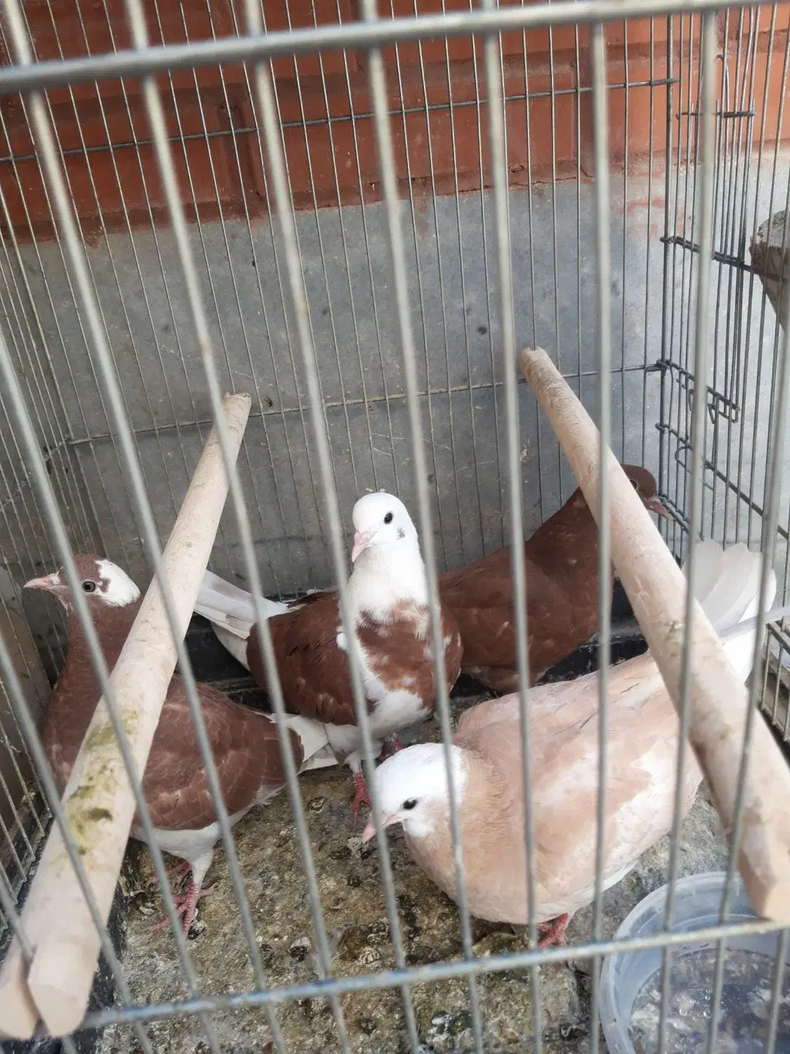 کفتر جوجه پرشی ضمانتی|پرنده|آران و بیدگل, |دیوار