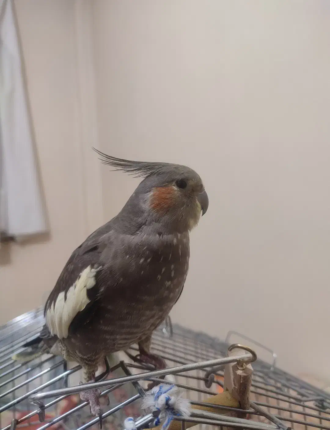 فروش یک جفت عروس هلندی مولد و ۲تا جوجه نر ۸ ماهه|پرنده|فردیس, شهرک هفده شهریور|دیوار