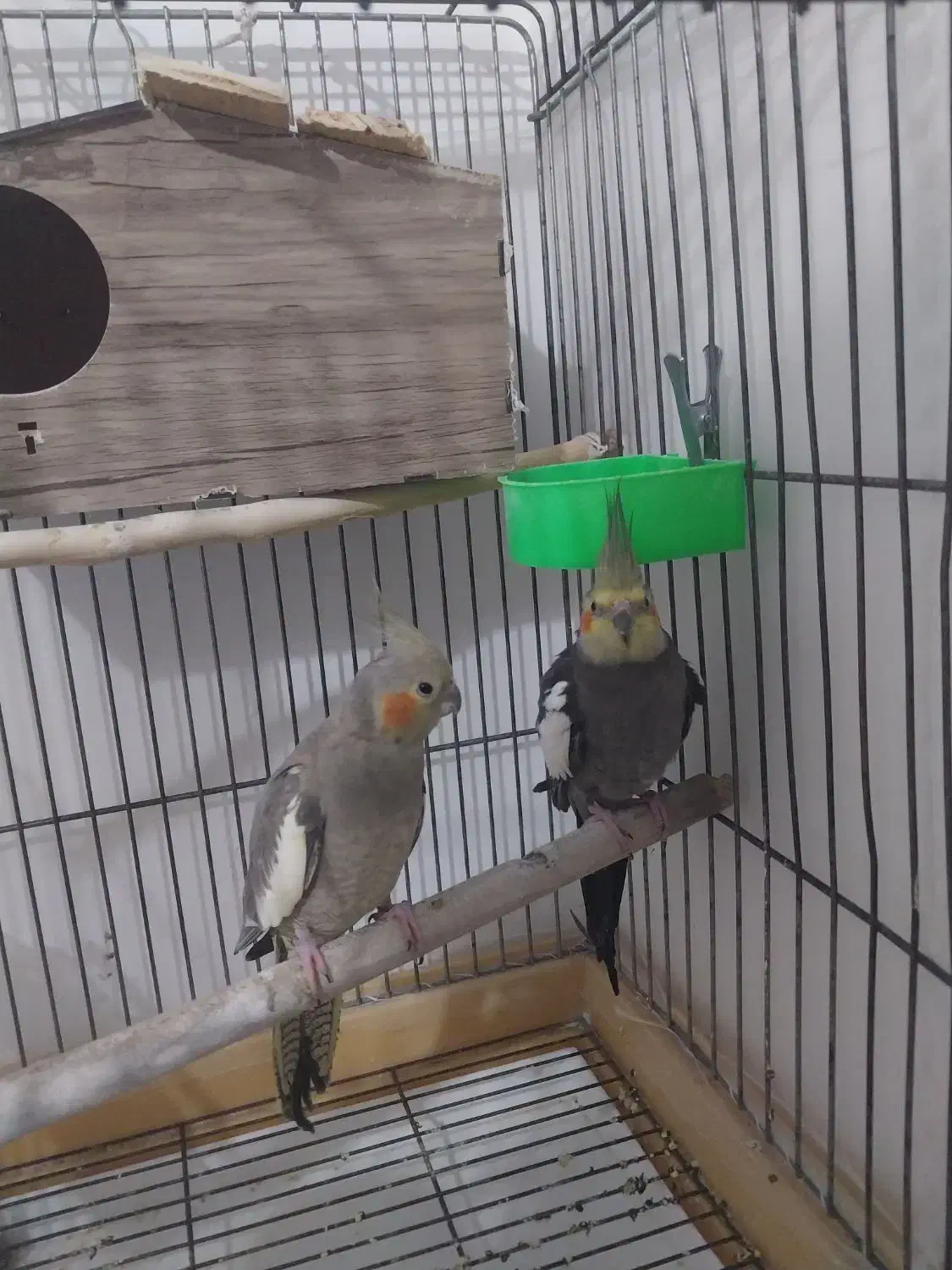 جفت عروس هلندی مولد وسخنگو|پرنده|بومهن, |دیوار