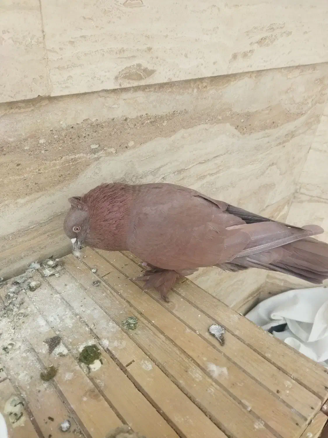 کبوتر راعبی|پرنده|قم, بکایی|دیوار