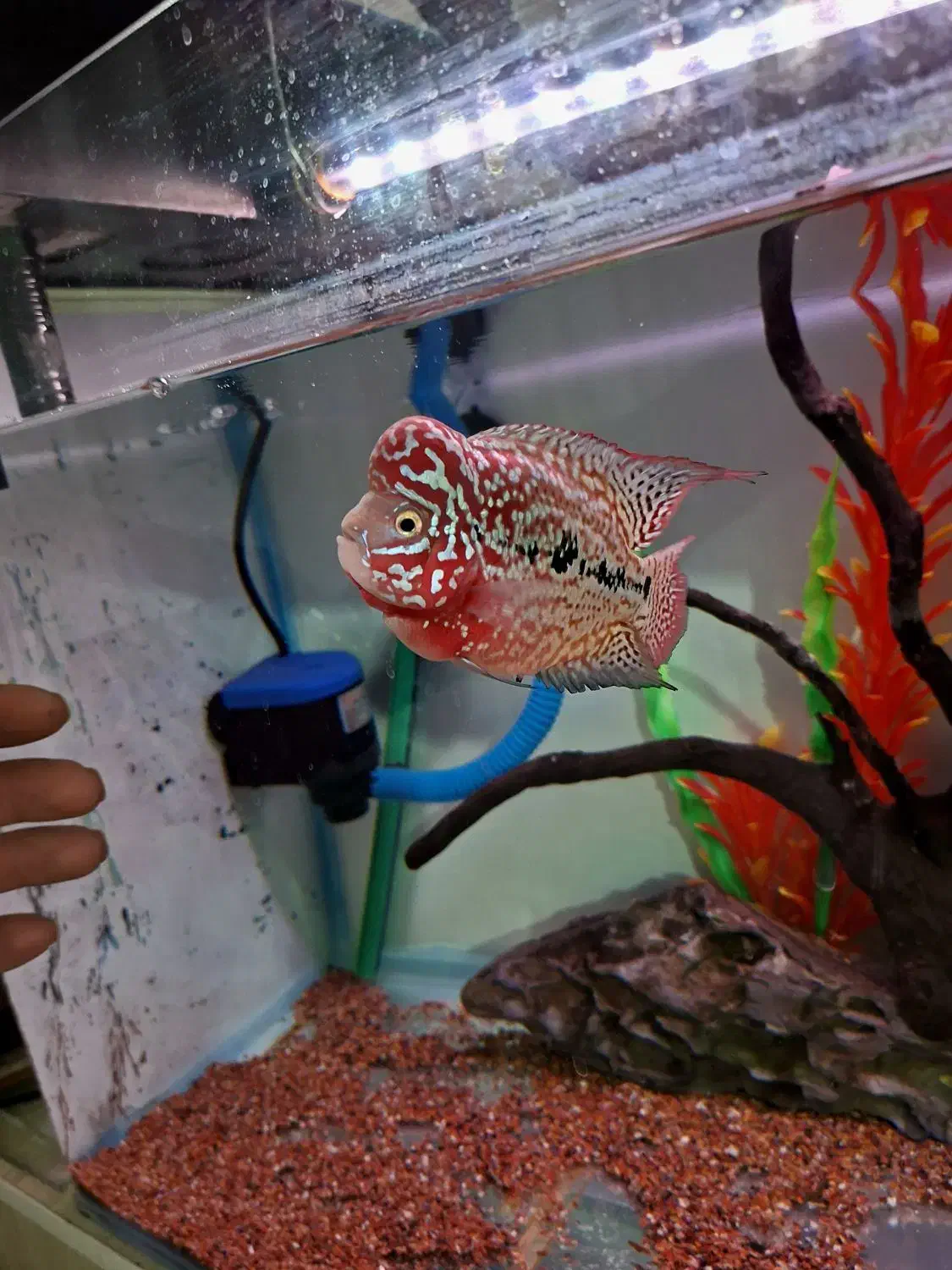 کینگ کامفا مولتی کالر|ماهی|شیراز, گویم|دیوار