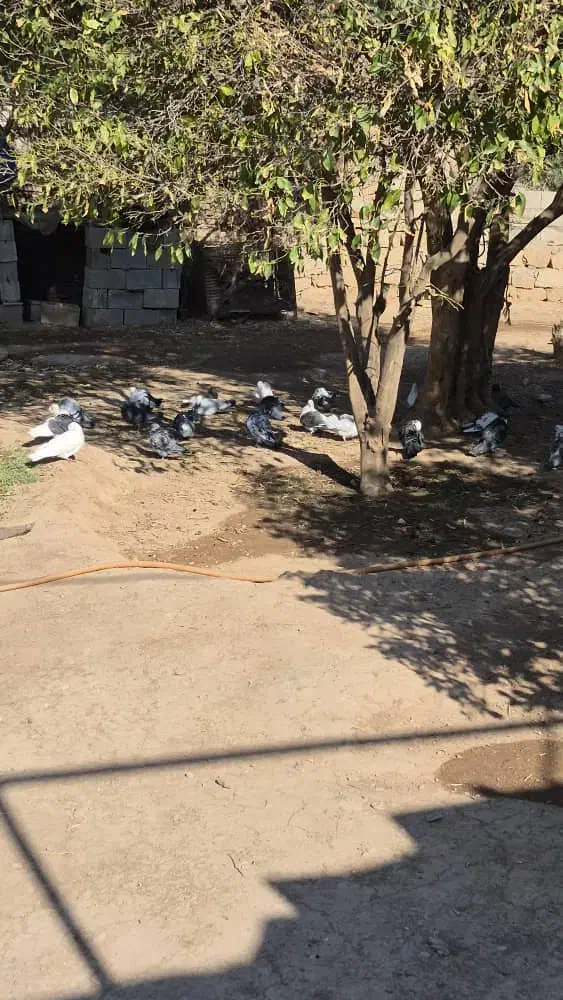 کبوتر رنگی|پرنده|اندیکا, |دیوار