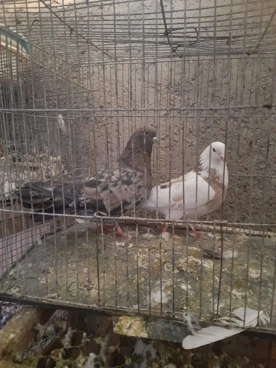 کفتر تیر|پرنده|رباط‌کریم, رباط‌کریم|دیوار