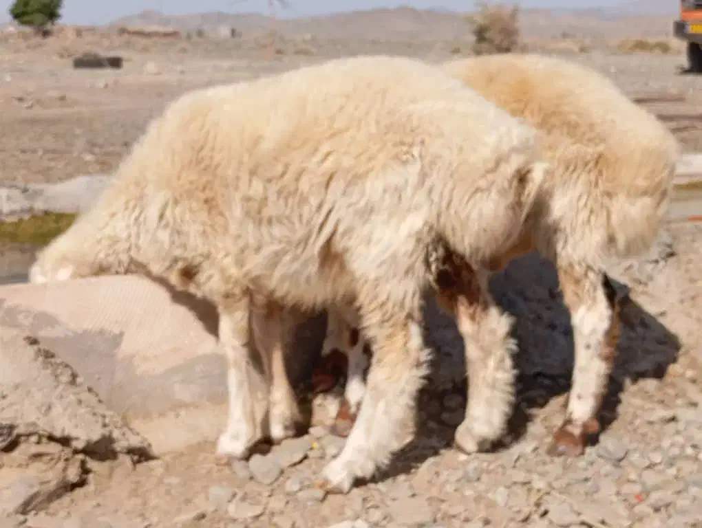 بره ومرغ|حیوانات مزرعه|چاه مرید, |دیوار