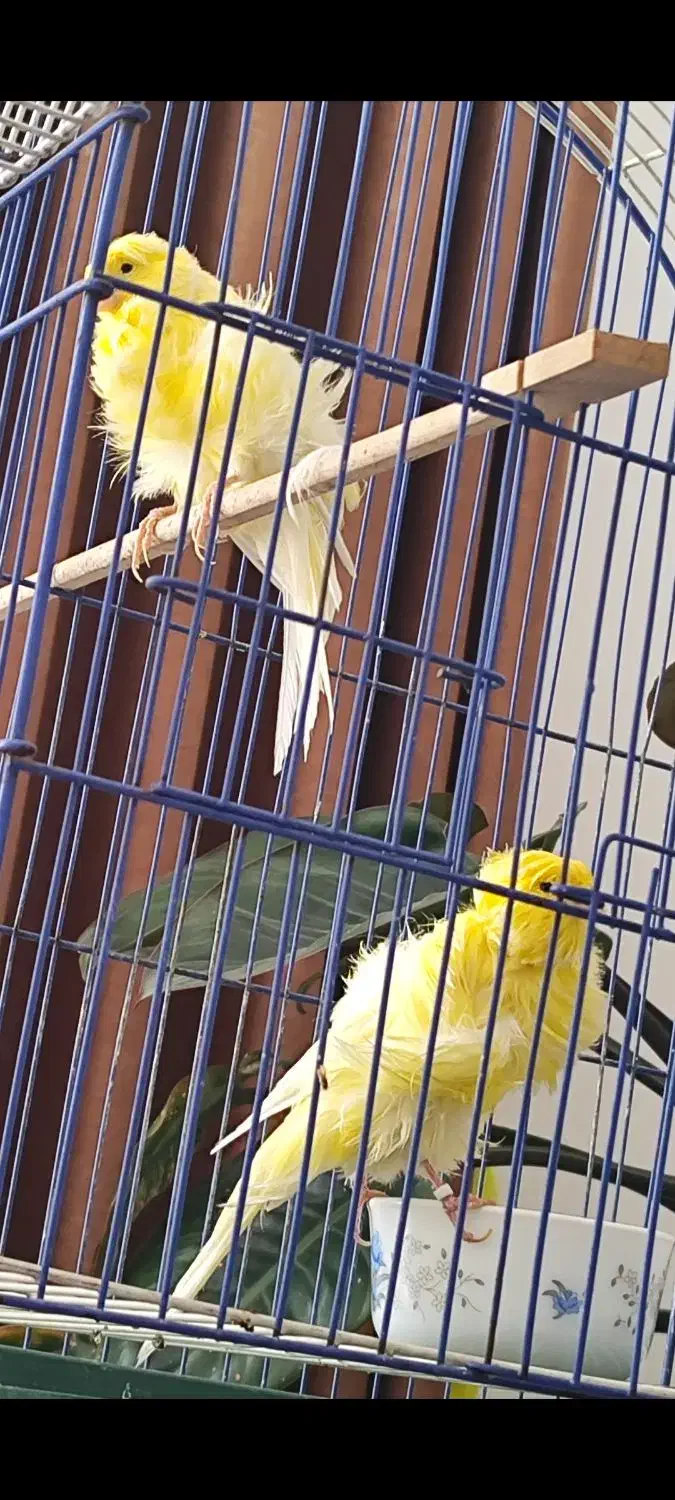 قناری فر بلند|پرنده|اسلام‌شهر, شهرک واوان|دیوار