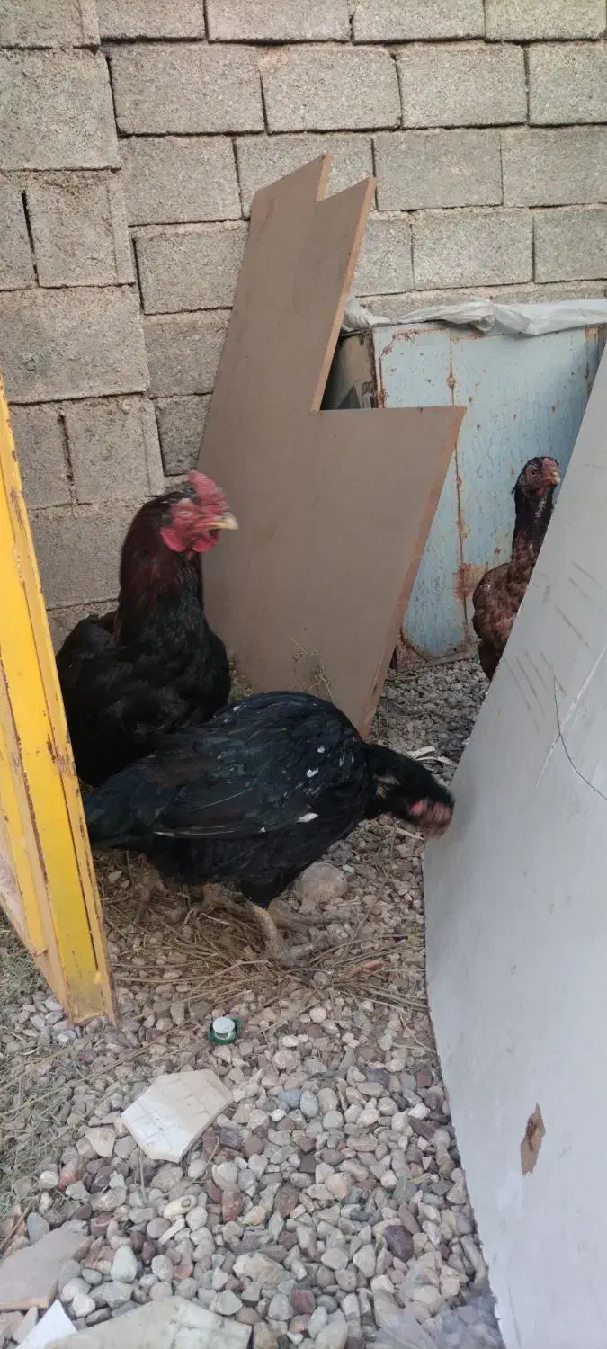 خروس و مرغ لاری|حیوانات مزرعه|شیراز, گویم|دیوار