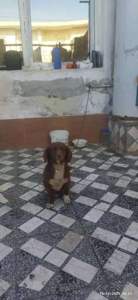 سگ پاکوتاه قهوه‌ای|سگ|قائم‌شهر, |دیوار