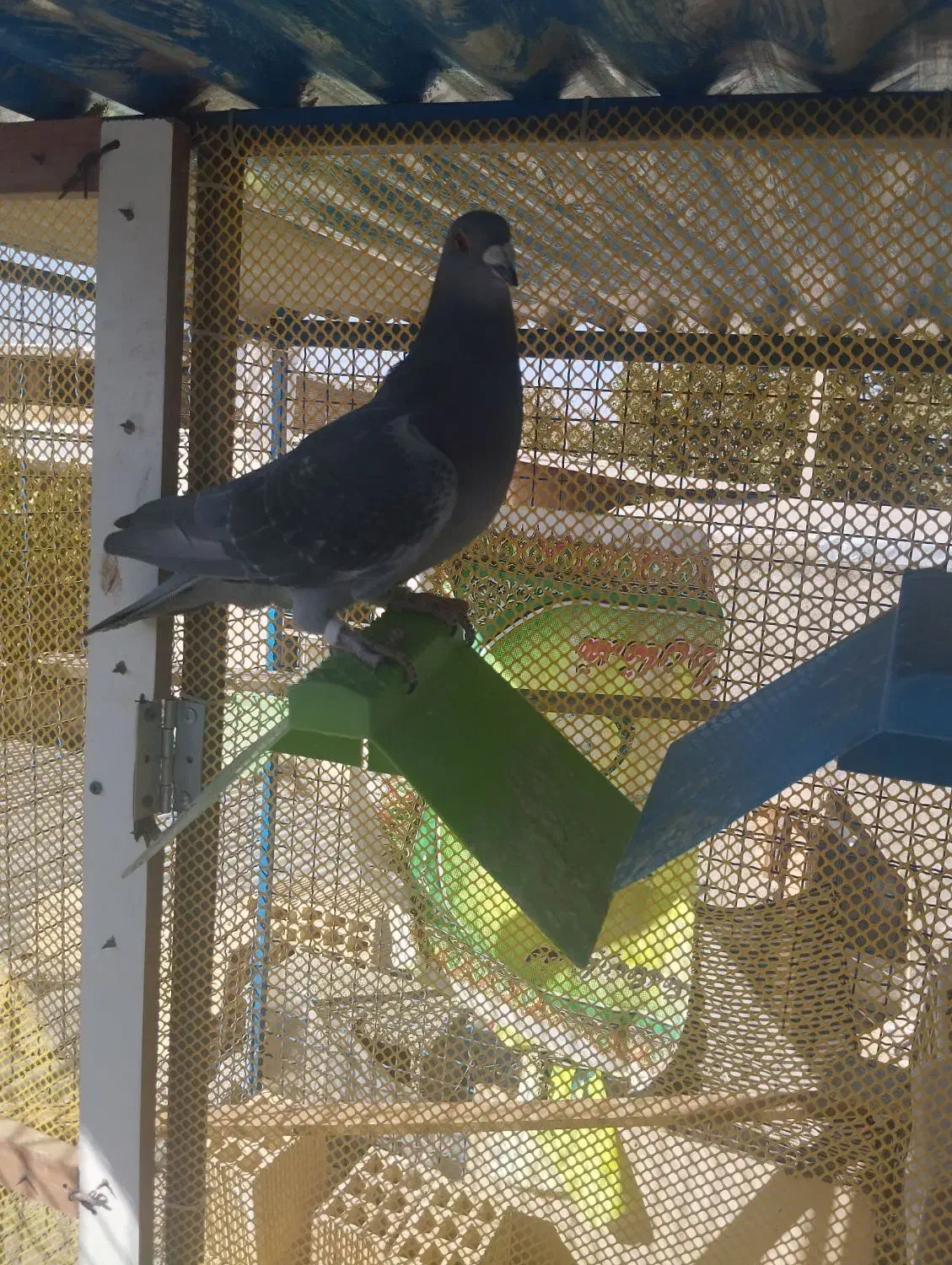 پلاکی نر مسافتی|پرنده|بروجن, |دیوار