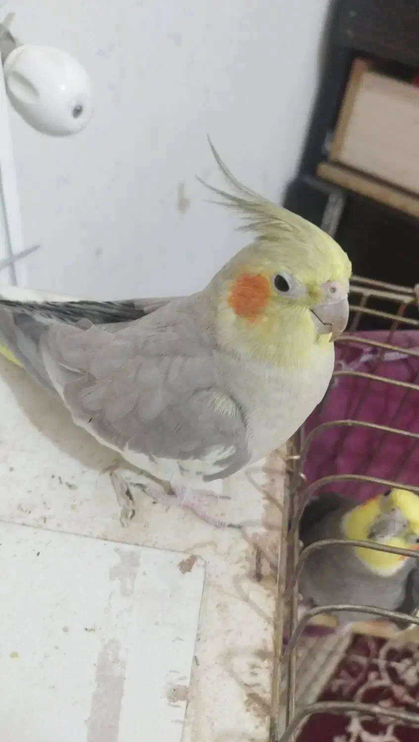 پرنده|پرنده|محمدیه-قزوین, |دیوار