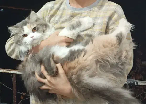 فروش گربه|گربه|ارومیه, |دیوار