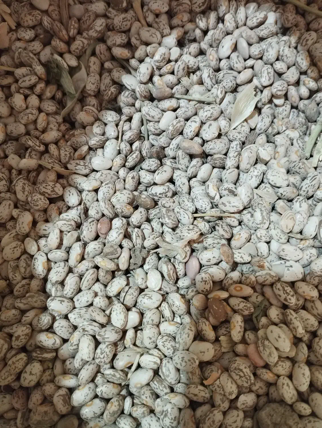 لوبیا چیتی|عمدهفروشی|معمولان, |دیوار