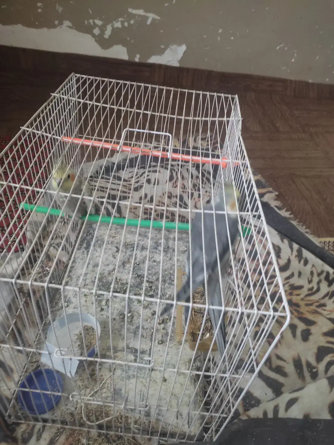 عروس هلند|پرنده|تایباد, |دیوار