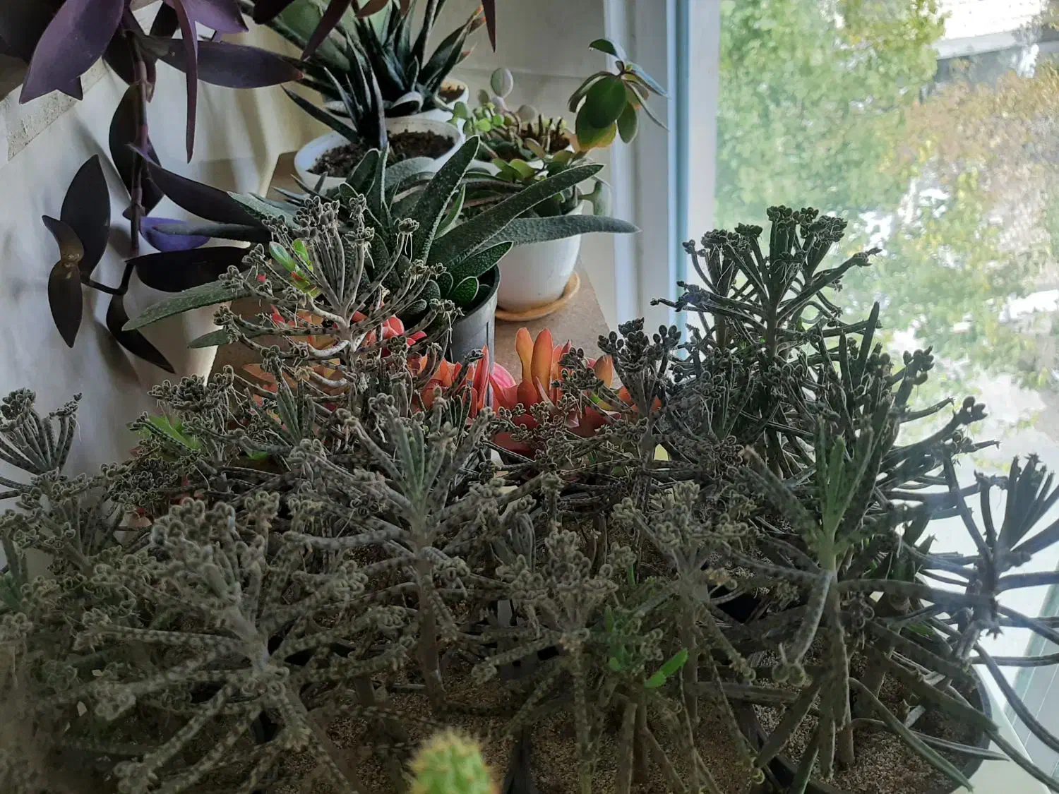 گل طبیعی|گل و گیاه طبیعی|بروجرد, |دیوار