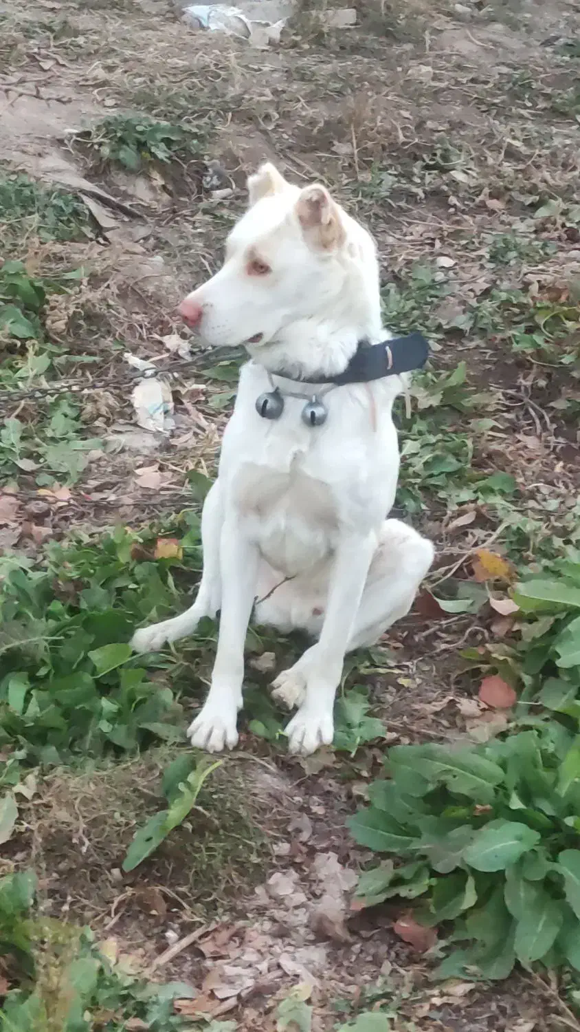 توله کانگال الابای|سگ|مشهد, تبادکان|دیوار