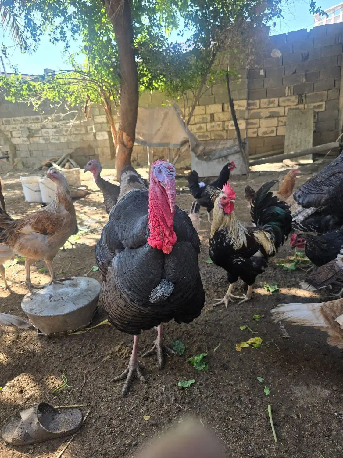 بوقلمون های نر و ماده|حیوانات مزرعه|آبپخش, |دیوار