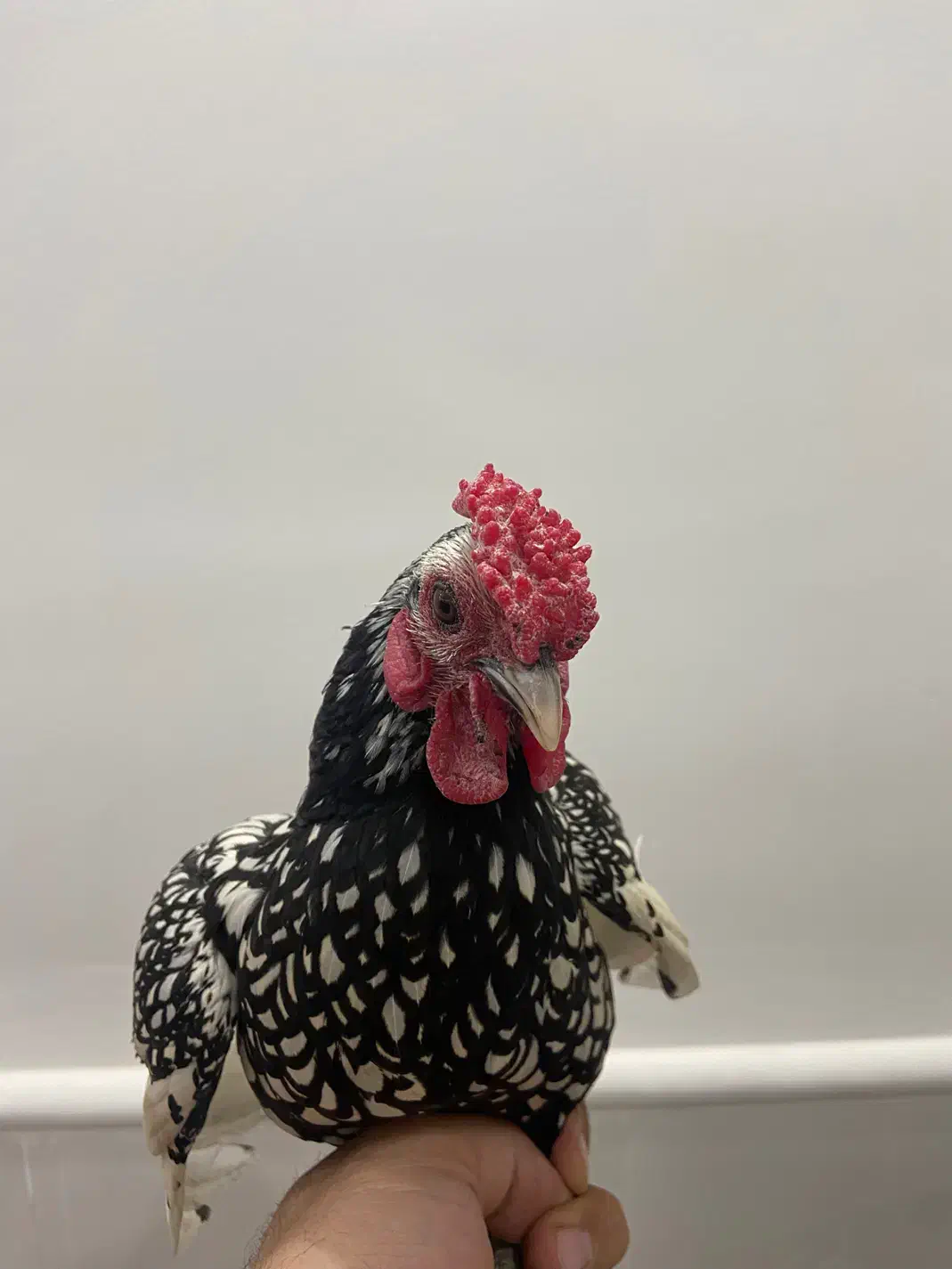 خروس مینیاتوری سبرایت|حیوانات مزرعه|یزد, |دیوار