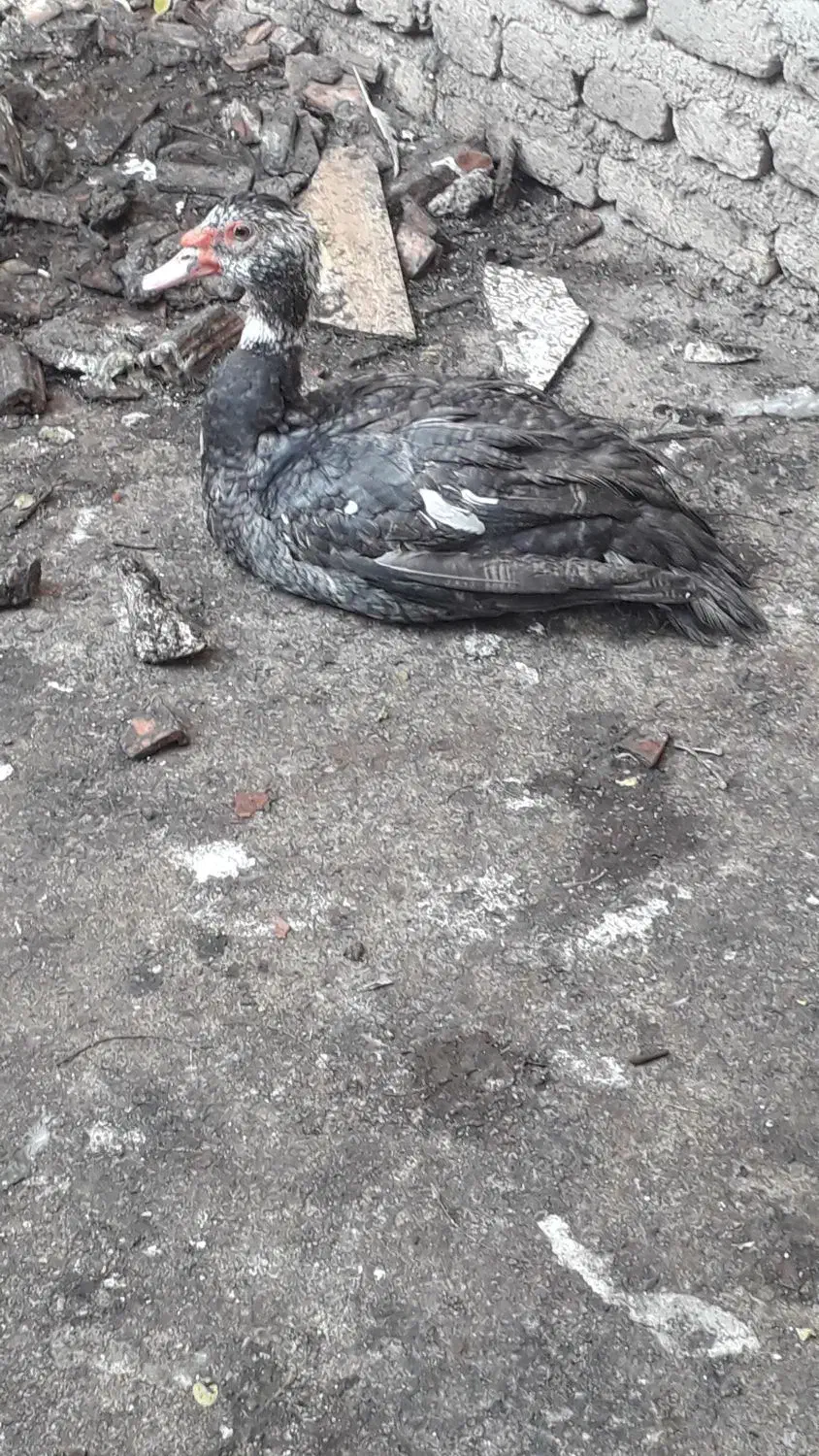 اردک خارجی نر|حیوانات مزرعه|نگین شهر, |دیوار