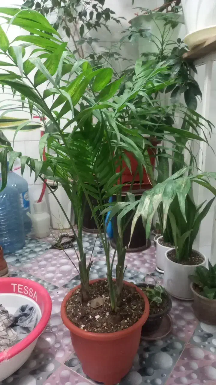 کفش|کیف، کفش، کمربند|سرپل ذهاب, |دیوار