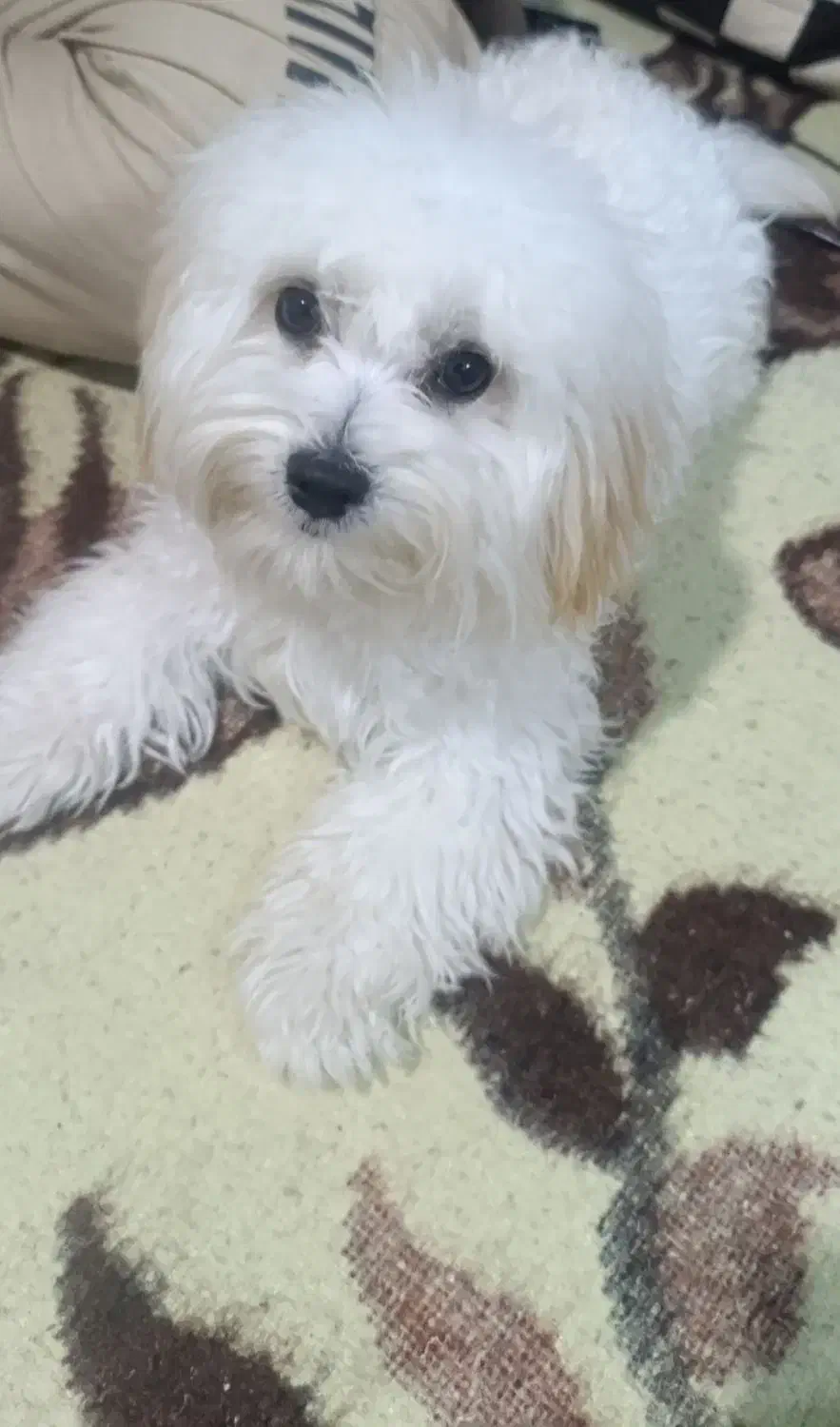 سگ خونگی|سگ|مسجد سلیمان, |دیوار