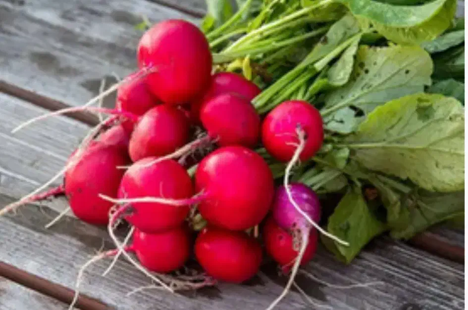 تربچه اورگانیک بالای 50بسته|خوردنی و آشامیدنی|نیشابور, شهرک فیروزه|دیوار