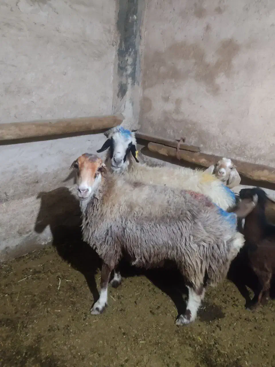 گوسفند فروشی|حیوانات مزرعه|بروجرد, |دیوار