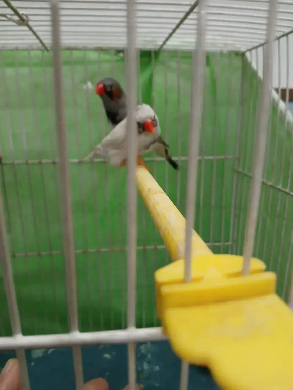 ۵ عدد فنچ با تمام لوازم|پرنده|مشهد, آیت الله کاشانی|دیوار