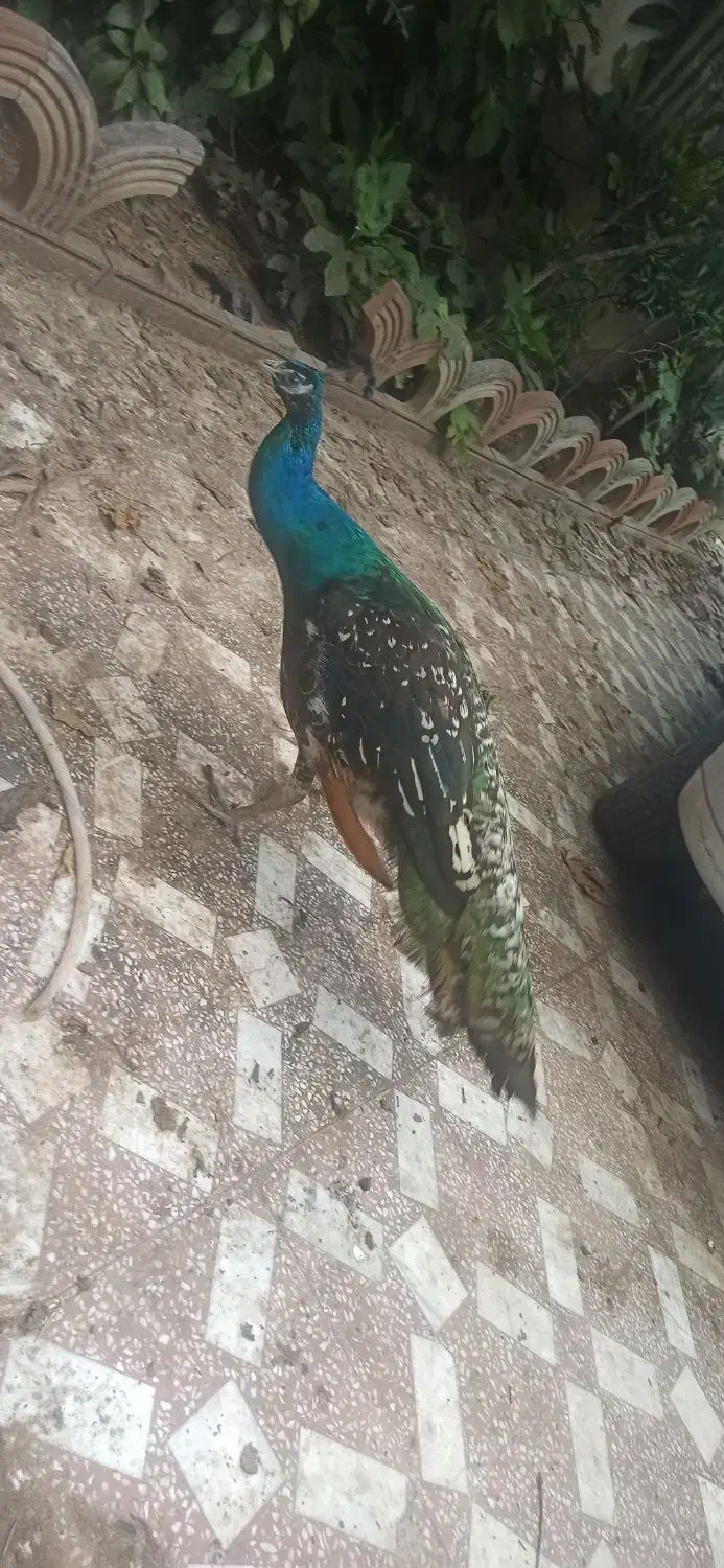 طاووس نر|پرنده|شاهین‌شهر, امام حسین|دیوار