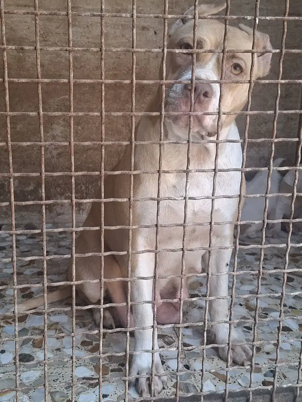 واگذاری پیتبول نراصیل|سگ|بابل, |دیوار