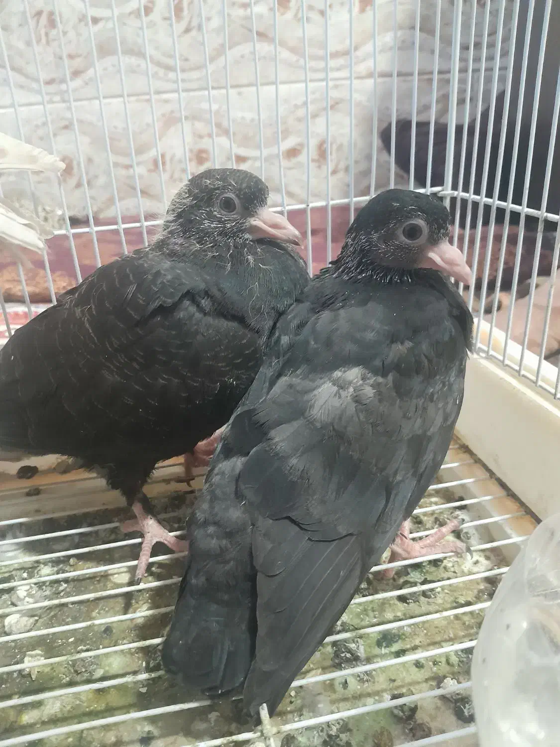 جوجه برای دستی کردن|پرنده|نرماشیر, |دیوار