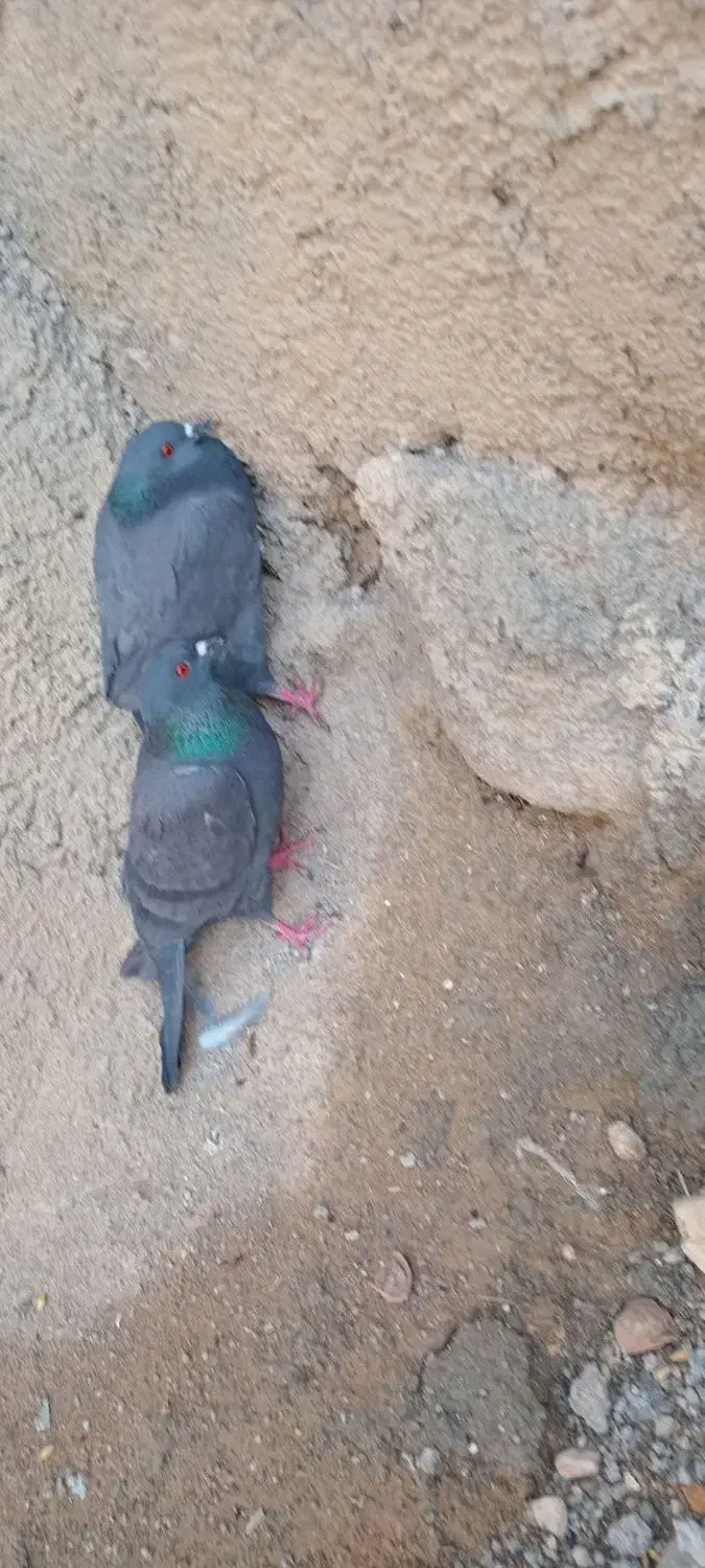 کبوتر|پرنده|شیروان (خراسان), |دیوار