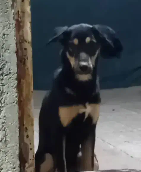 واگذاری میکس دوبرمن و ژرمن|سگ|دماوند, گیلاوند|دیوار