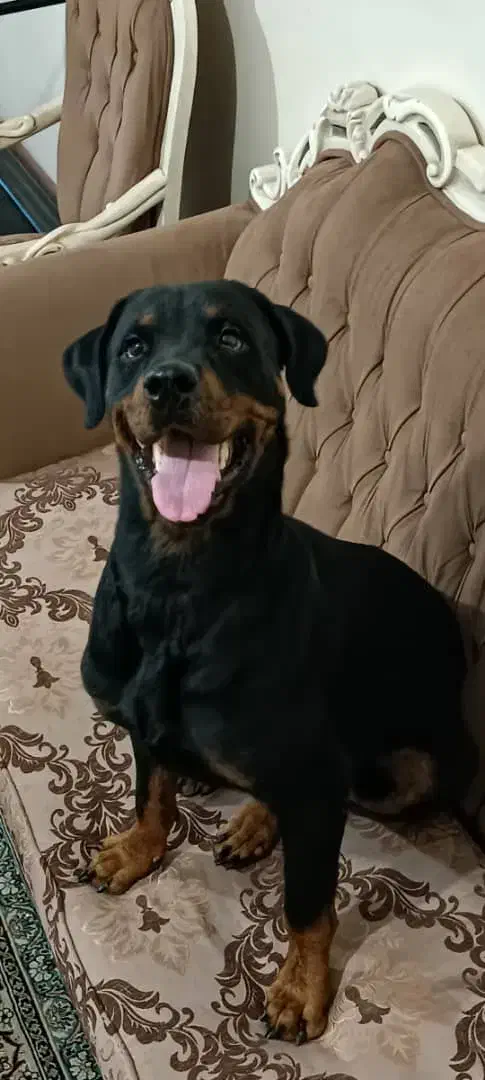 سگ روتوایلر اصیل|سگ|پاکدشت, پاکدشت (مامازند)|دیوار