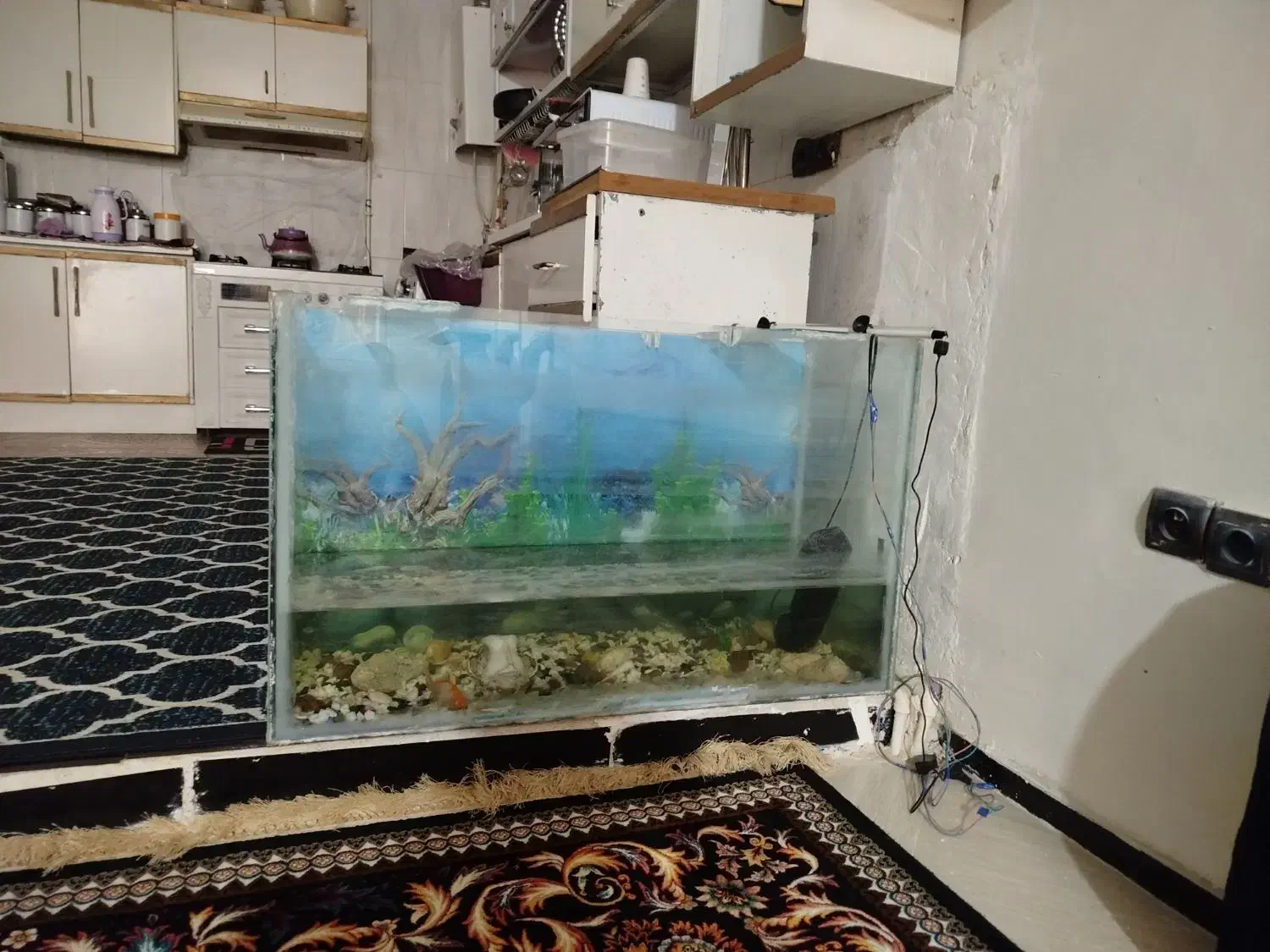 آکواریوم|ماهی|کوهدشت, |دیوار