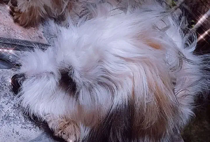 همه|سگ|راور, |دیوار