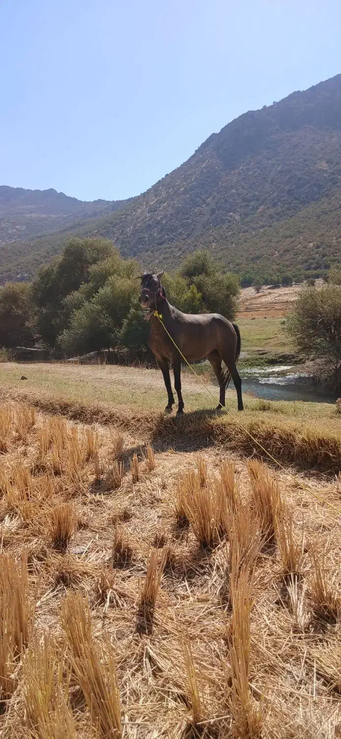 مادیان|اسب و تجهیزات اسبسواری|خرمآباد, |دیوار