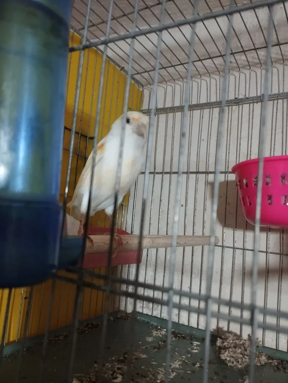 صندلی|میز و صندلی غذاخوری|فسا, |دیوار